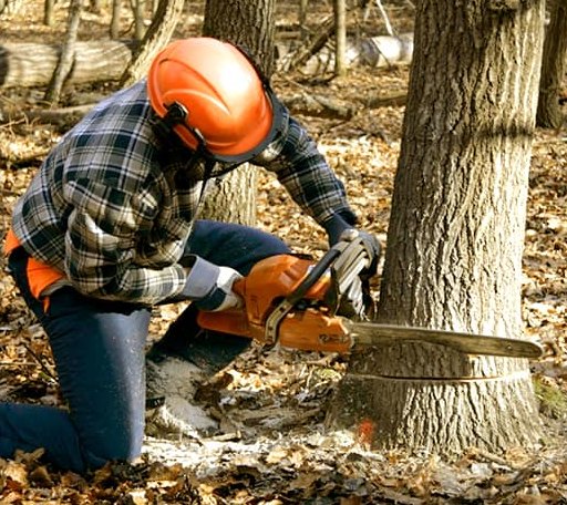 Tree Removal in Tuscumbia, AL